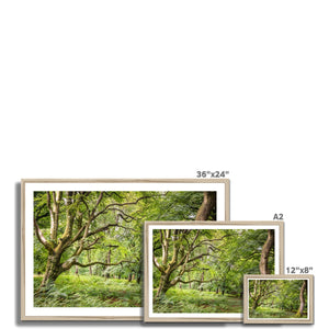 Bolderwood 3 Framed Print