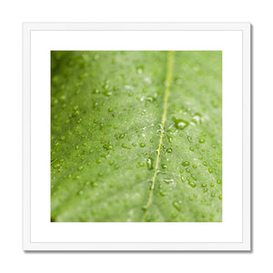 Leaf Macro 5 Framed & Mounted Print