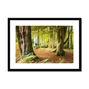 Forest 18 Framed & Mounted Print