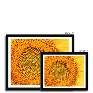 Sun flower 1 Framed Print