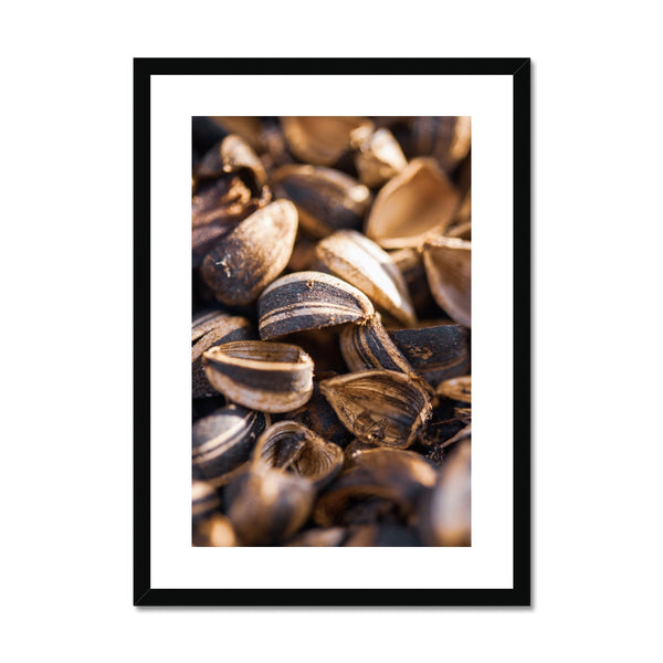 Sun Flower seeds 4 Framed & Mounted Print