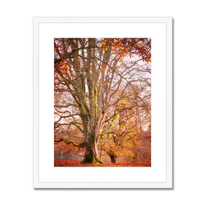 Forest 24 Framed & Mounted Print