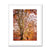 Forest 24 Framed & Mounted Print