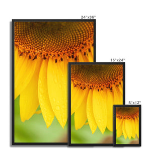 Sun Flower 4 Framed Canvas