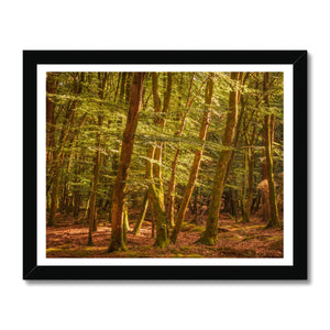 Forest 26 Framed Print