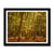 Forest 26 Framed Print