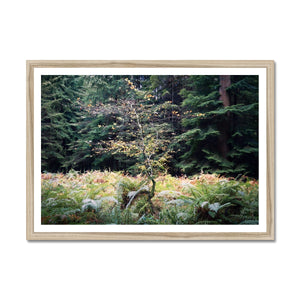 Baby beech Autumn Framed Print