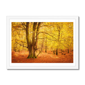 Forest 17 Framed Print