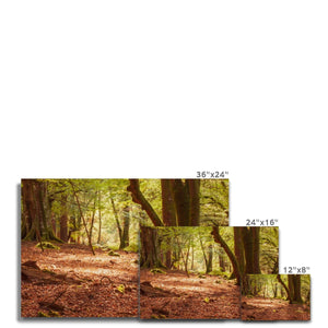 Forest 10 Canvas