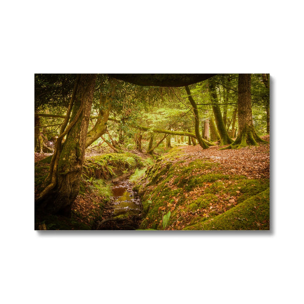 Forest 6 Canvas