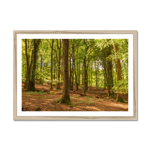 Forest 21 Framed Print