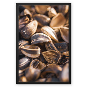 Sun Flower seeds 4 Framed Canvas