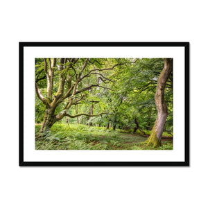 Bolderwood 3 Framed & Mounted Print