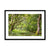 Bolderwood 3 Framed & Mounted Print