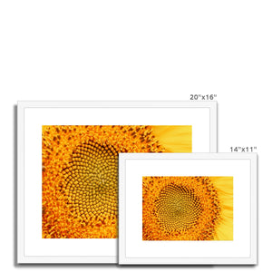 Sun flower 1 Framed & Mounted Print