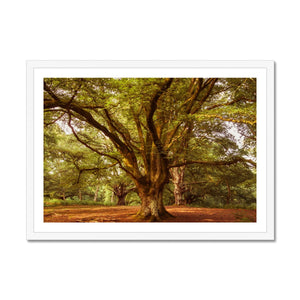 Forest 1 Framed Print