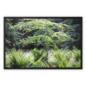 Baby Beech spring Framed Canvas