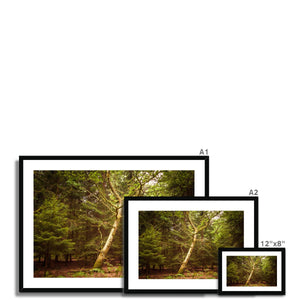 Forest 7 Framed & Mounted Print