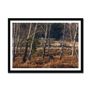 Birch light Framed Print