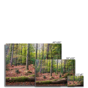 Tranquil autumn woodland