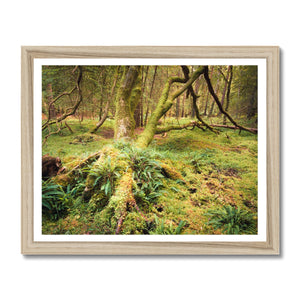 Forest 22 Framed Print