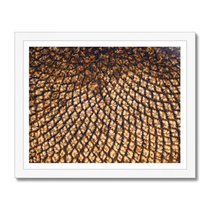 Sun Flower seeds 5 Framed Print