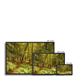 Forest 3 Framed Canvas