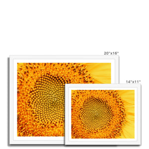 Sun flower 1 Framed Print