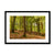 Forest 21 Framed & Mounted Print