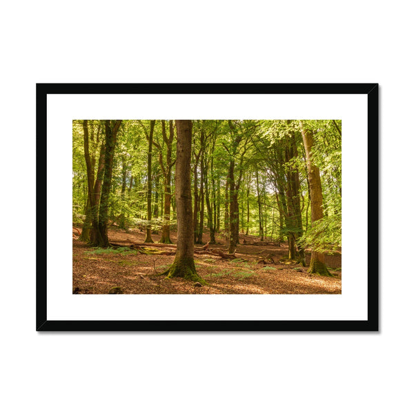 Forest 21 Framed & Mounted Print