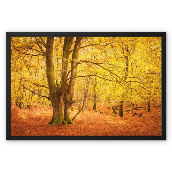 Forest 17 Framed Canvas