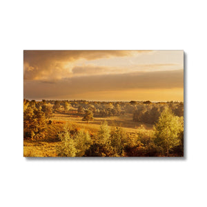 Forest 20 Canvas