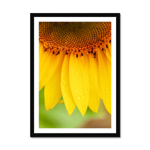 Sun Flower 4 Framed Print