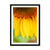 Sun Flower 4 Framed Print