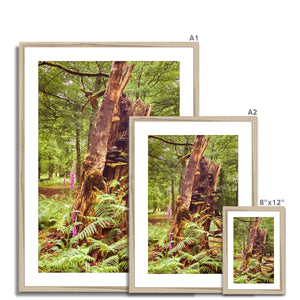 Forest  23 Framed & Mounted Print