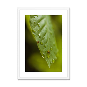 Leaf Macro 3 Framed & Mounted Print