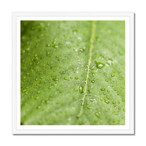 Leaf Macro 5 Framed Print