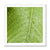 Leaf Macro 5 Framed Print