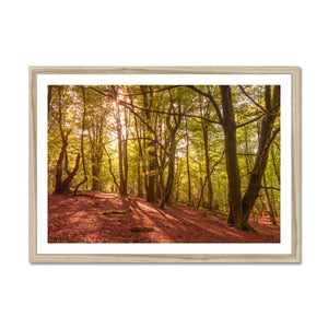 In the Shadow of Trees