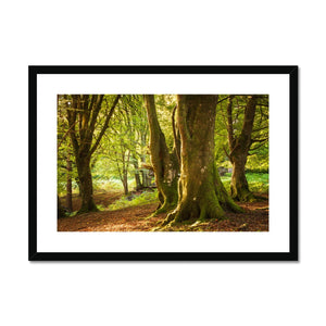 Forest 14 Framed & Mounted Print