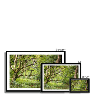 Bolderwood 3 Framed Print