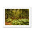 Forest 3 Framed Print