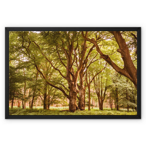 Forest 2 Framed Canvas