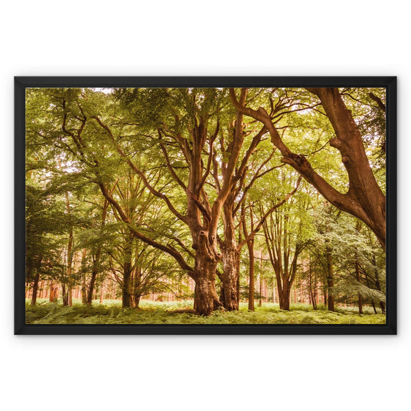 Forest 2 Framed Canvas