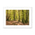 Bolderwood 4 Framed & Mounted Print