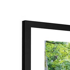 Deep forest landscape