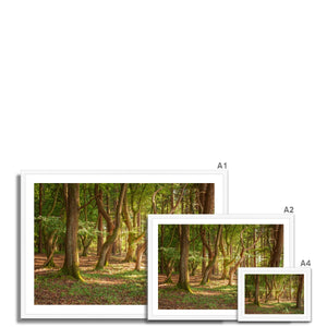 Forest 19 Framed Print