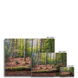 Tranquil autumn woodland