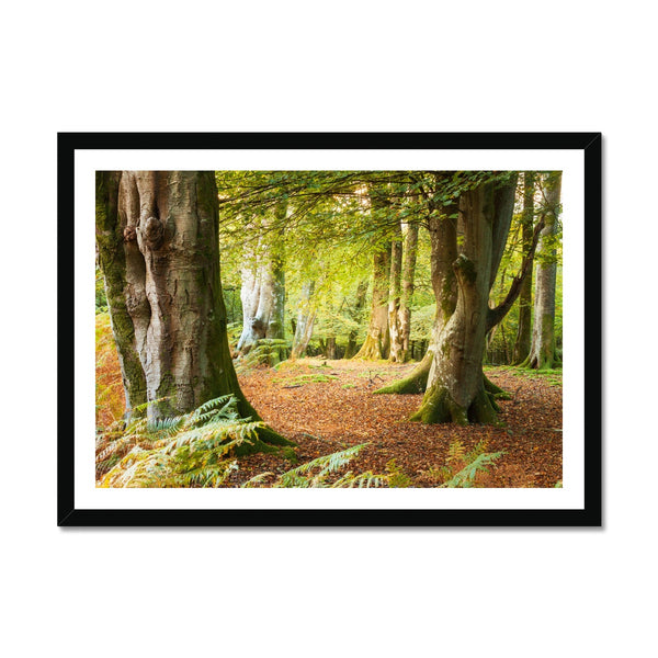 Forest 18 Framed Print