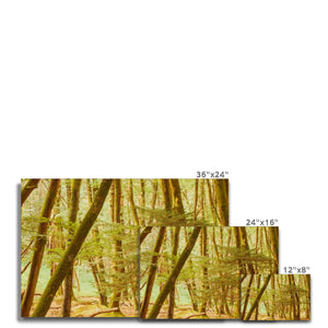 Forest 11 Canvas